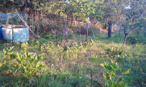 Le jardin cet été Le jardin cet été